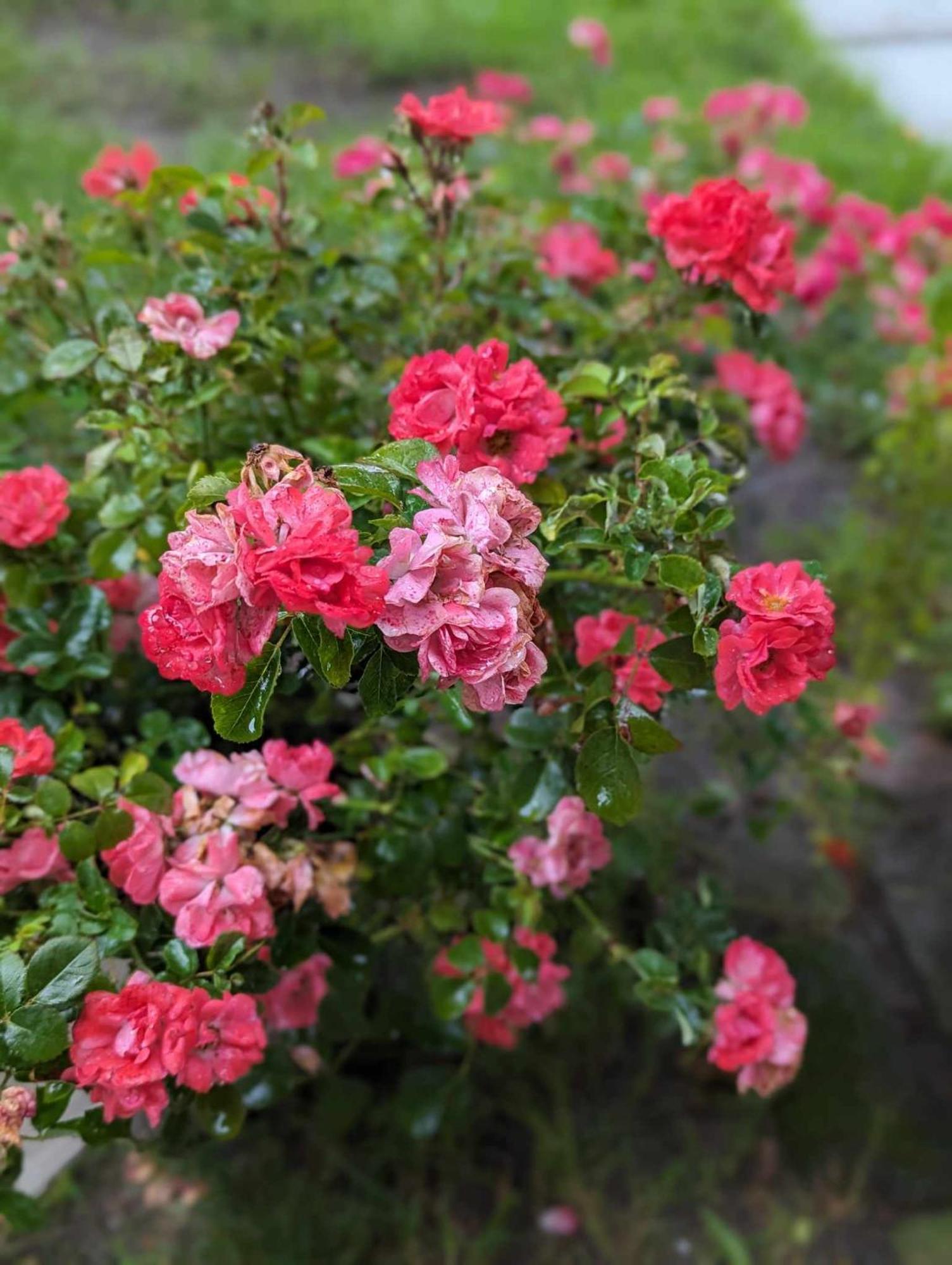 The Vistula Rose B & B Toledo Exterior foto